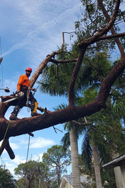 cutting down tree